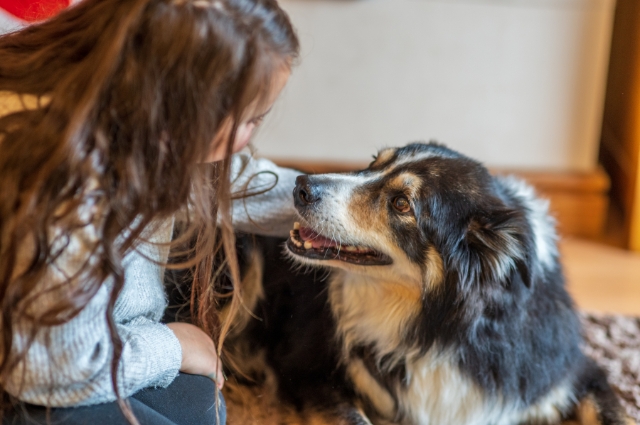 室内でアイコンタクトをする犬